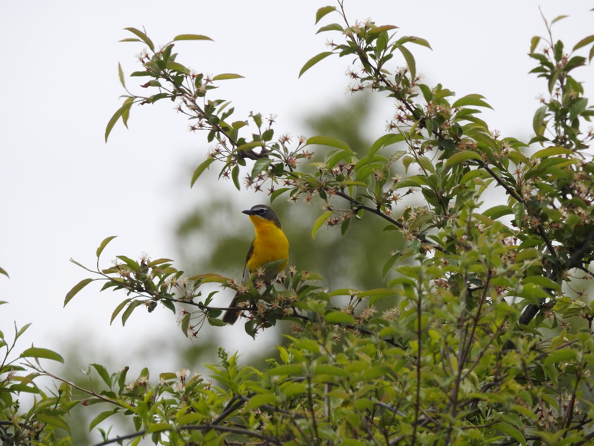 Yellow-breasted Chat - ML238780411