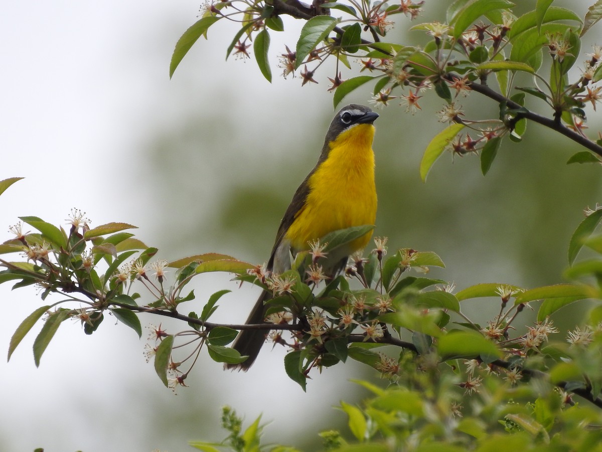 Yellow-breasted Chat - Philip Steiner