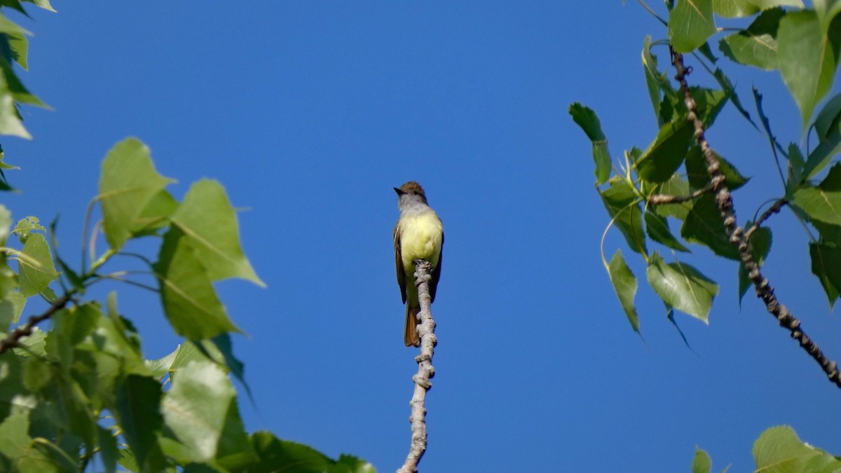 Great Crested Flycatcher - Donald Slick