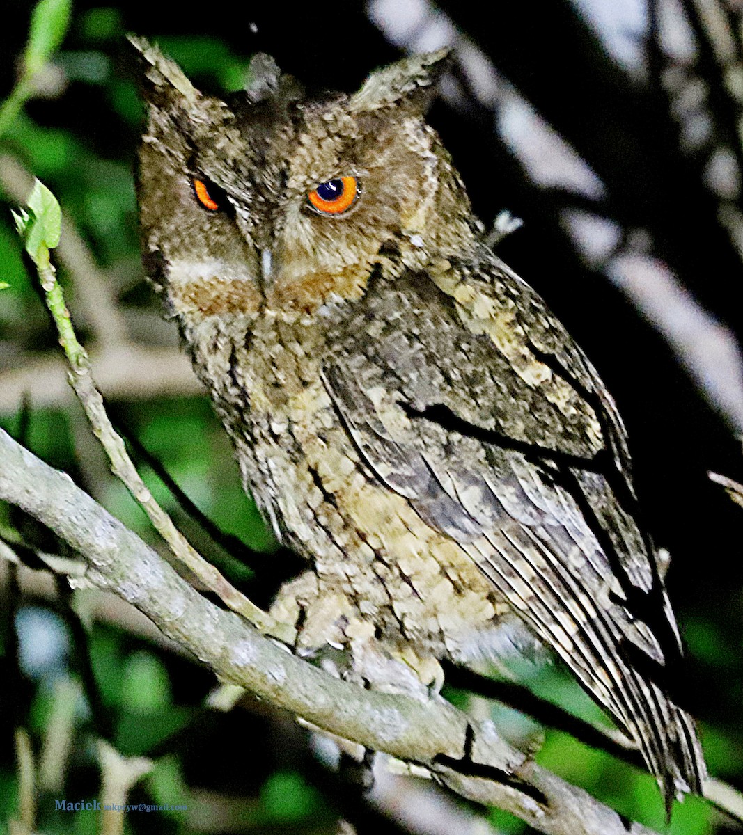 Japanese Scops-Owl - ML238781391