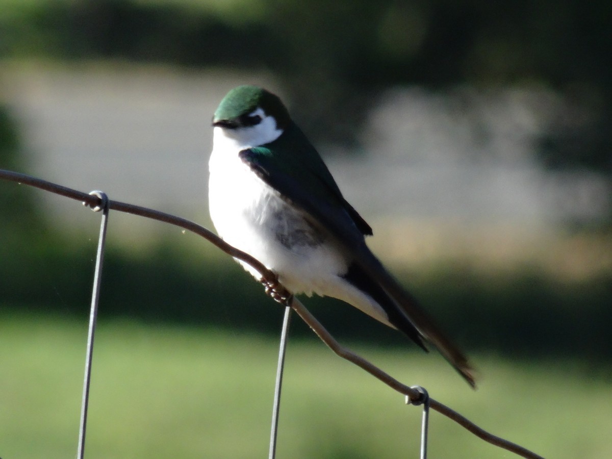 Violet-green Swallow - ML238782191