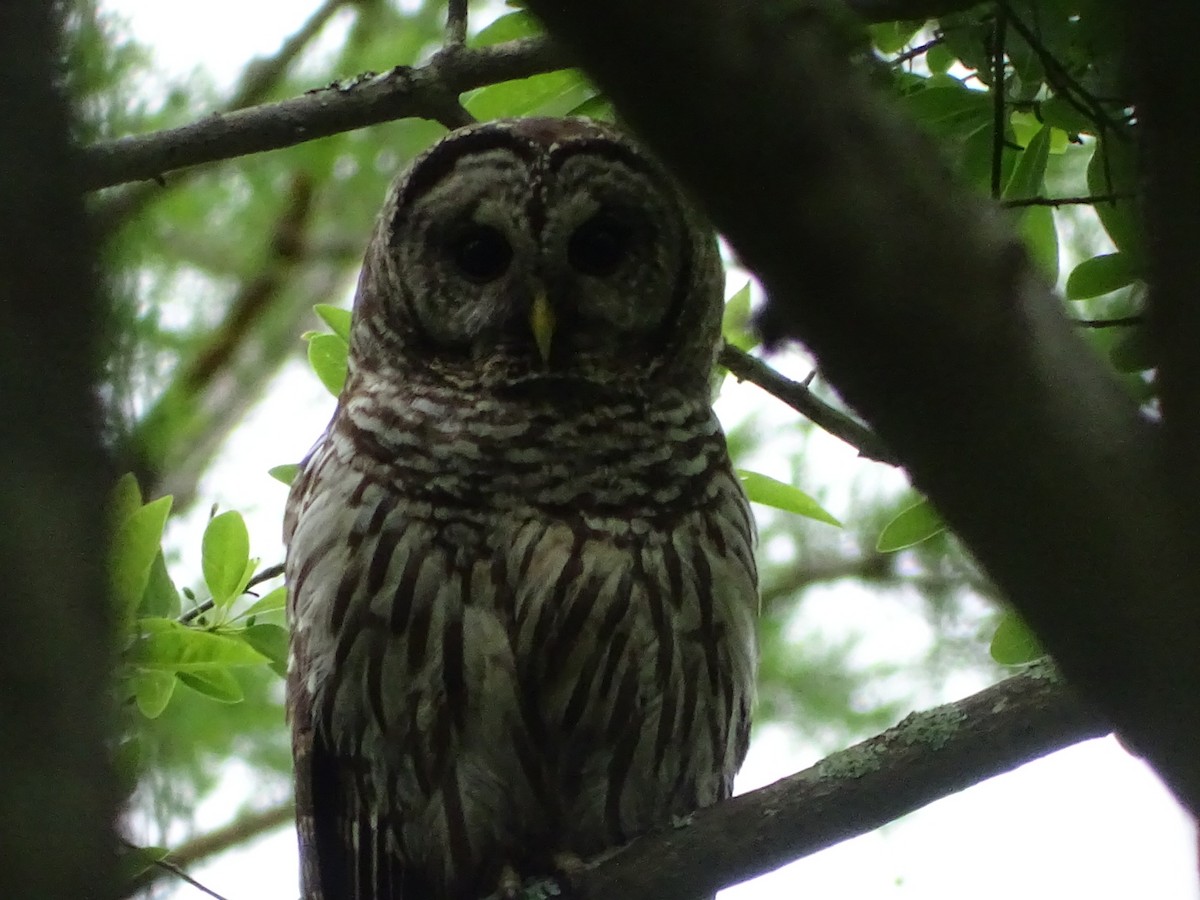 Barred Owl - Andrew Baldelli