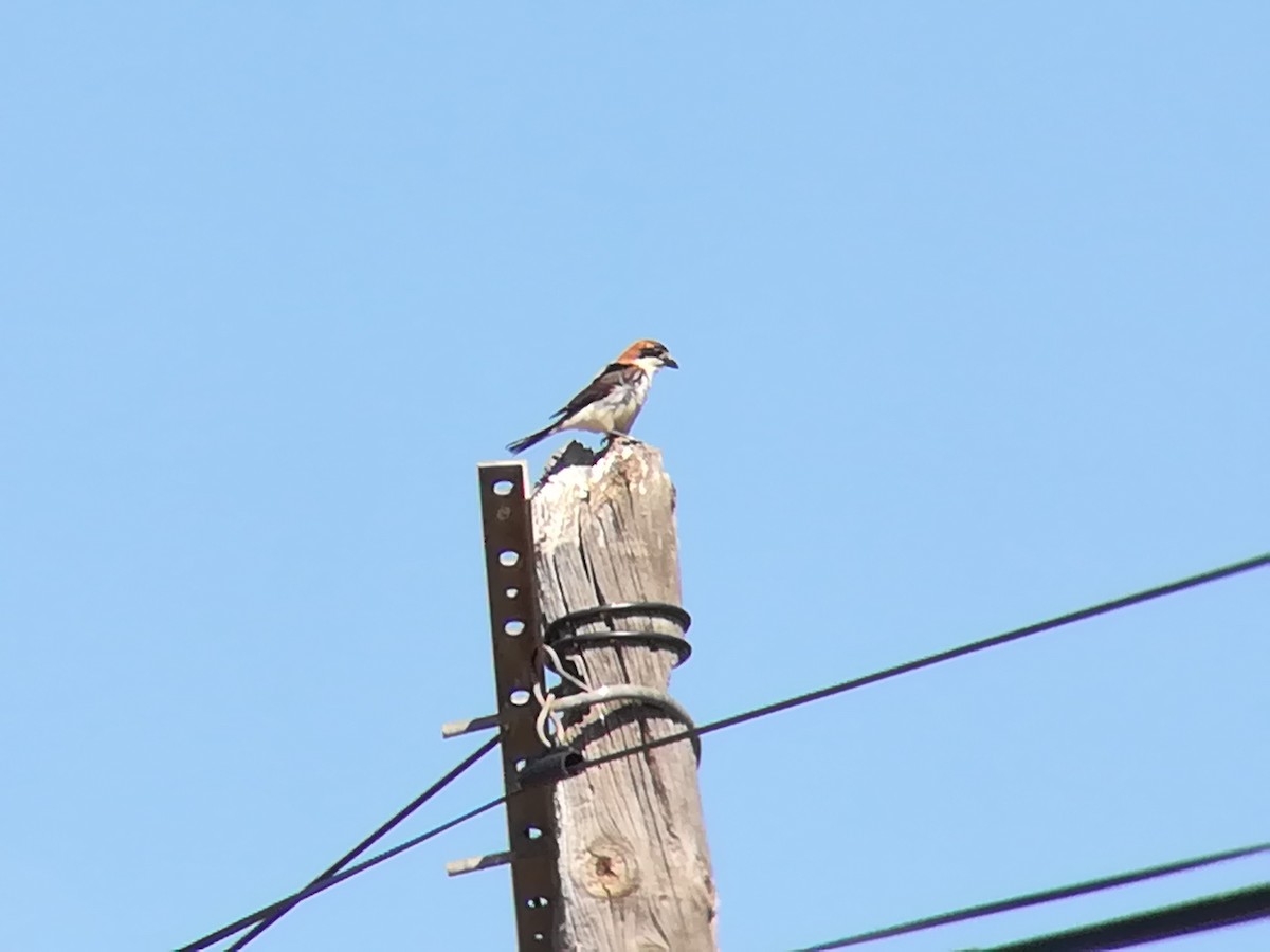 Woodchat Shrike - Nelson Conceição