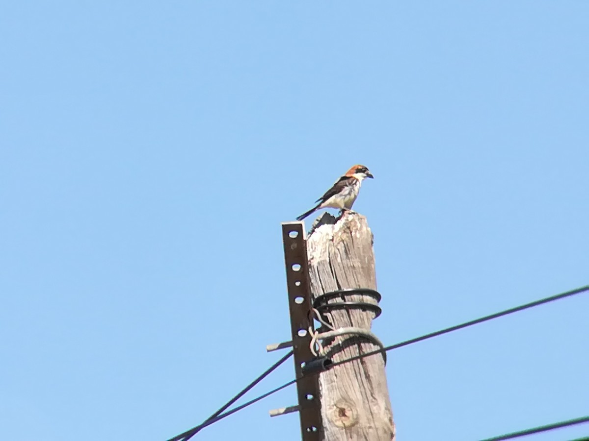 Woodchat Shrike - Nelson Conceição