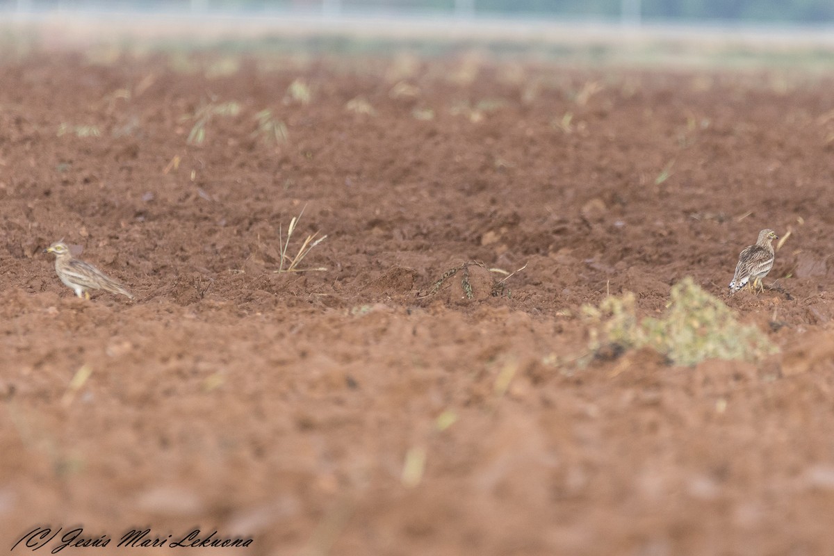 Eurasian Thick-knee - ML238787631