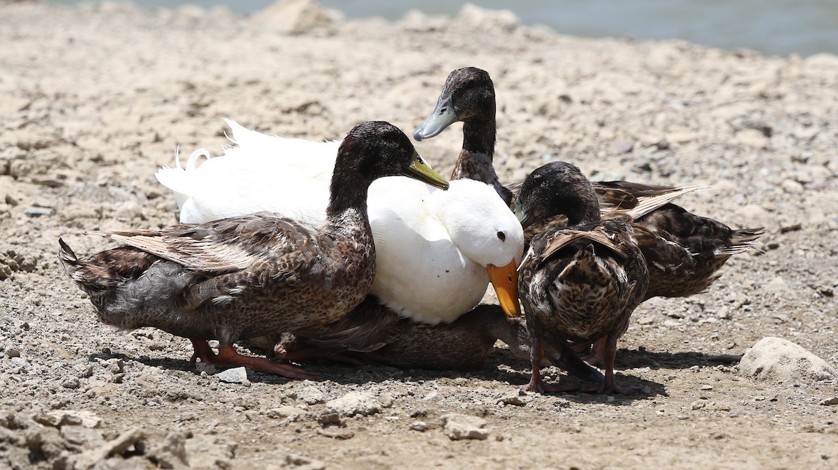 Mallard (Domestic type) - ML238787641