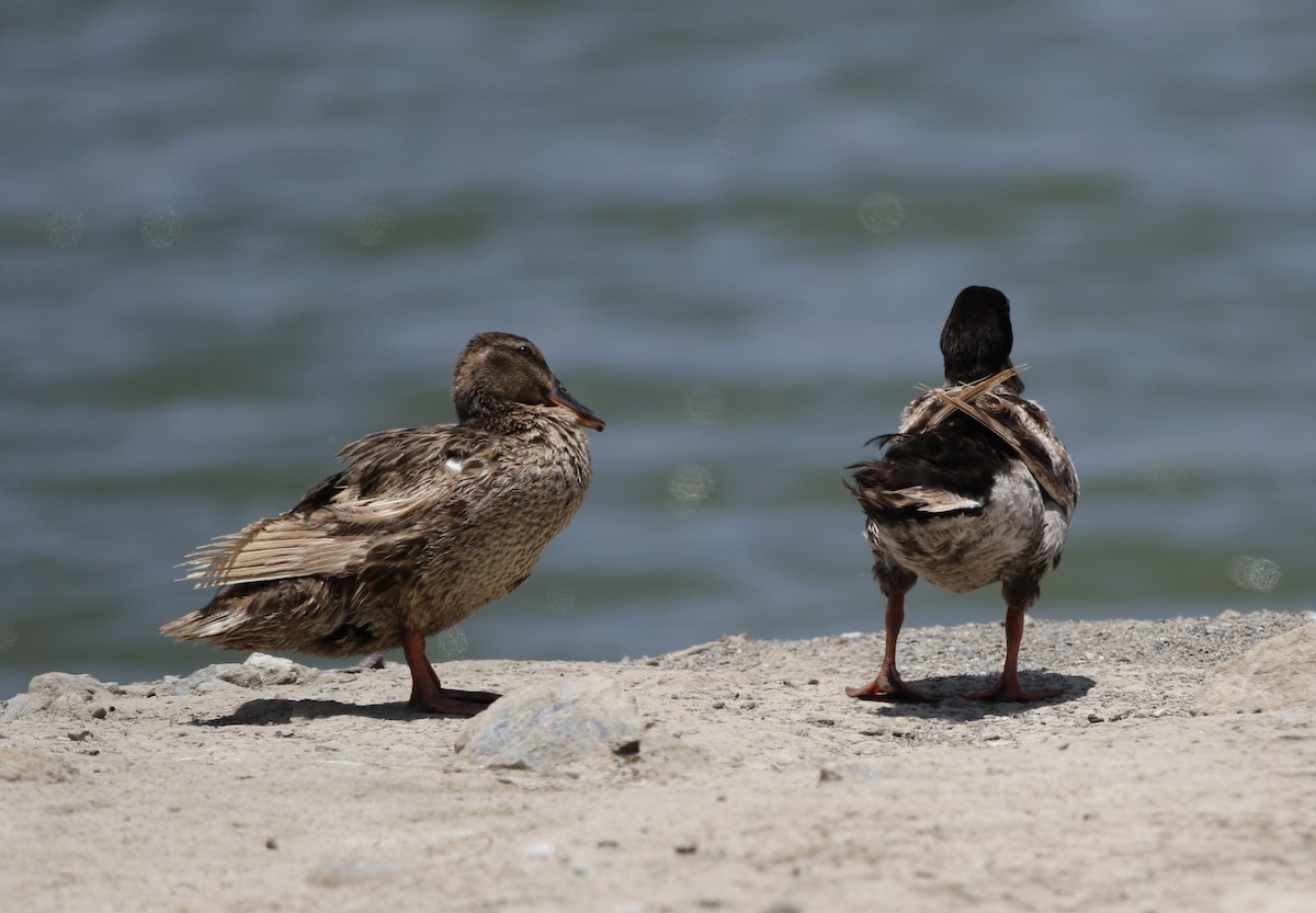 Mallard (Domestic type) - ML238787651