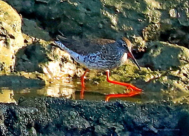 Common Redshank - ML238787731