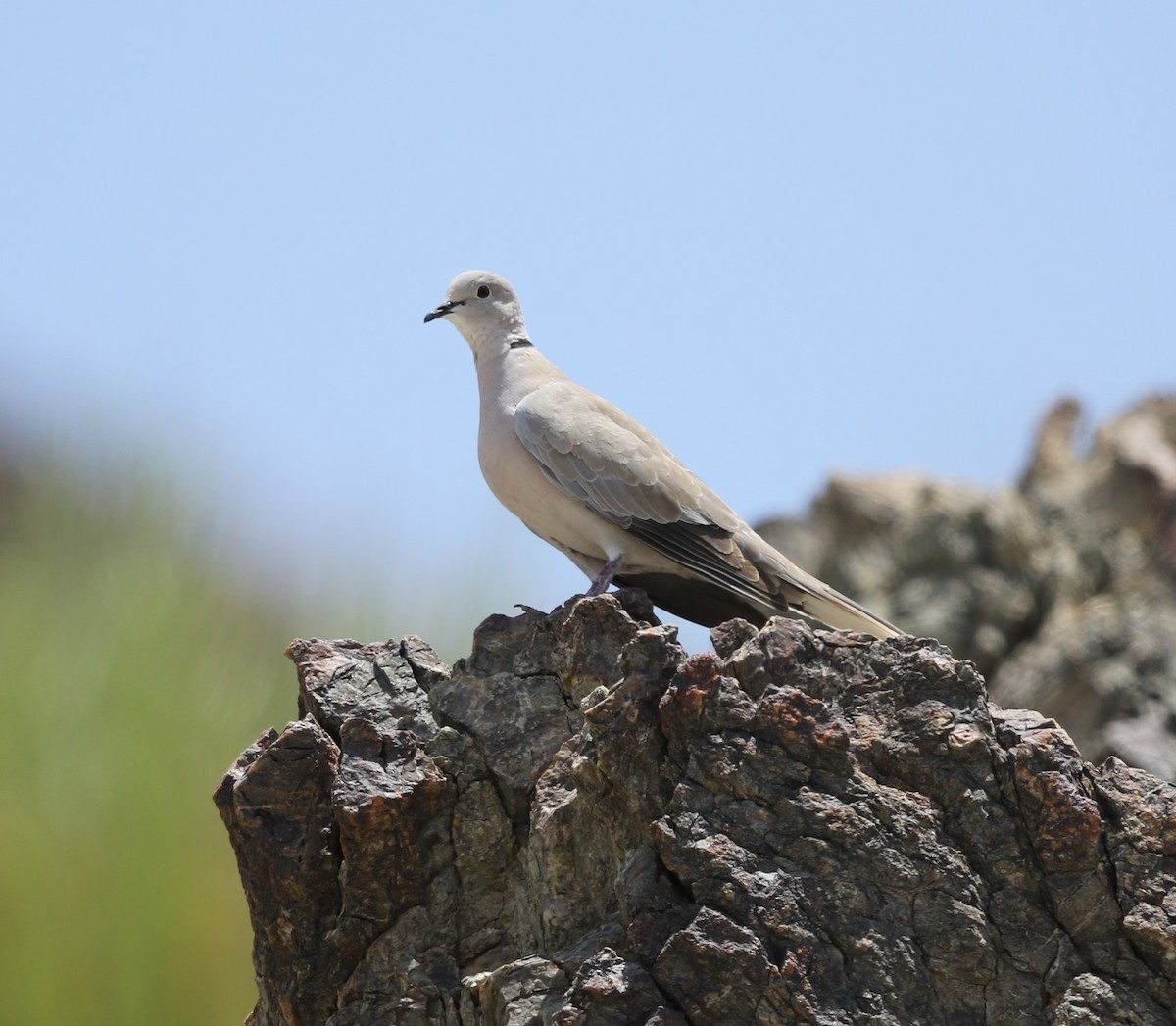 Eurasian Collared-Dove - ML238787801
