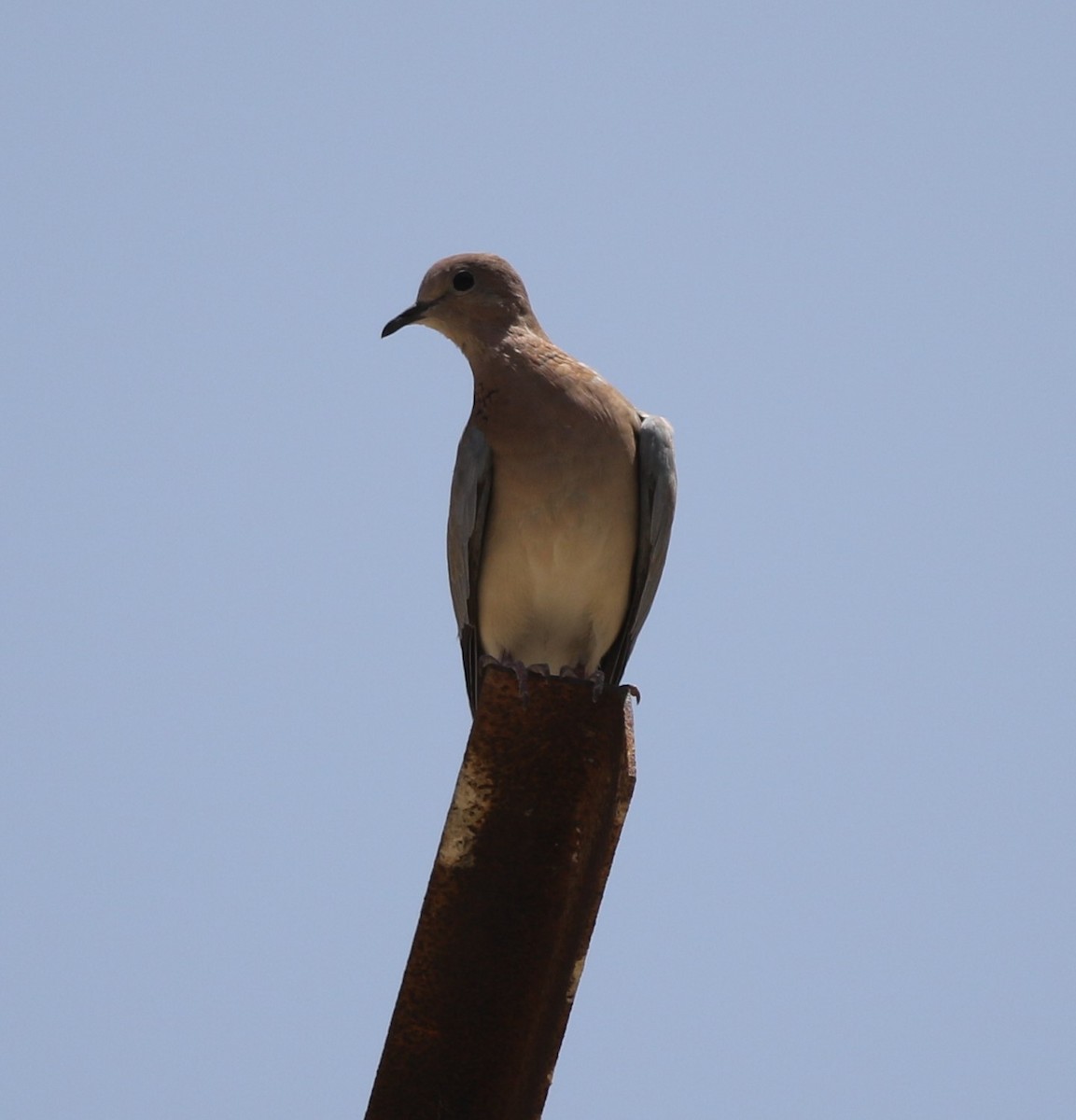 Laughing Dove - ML238787871