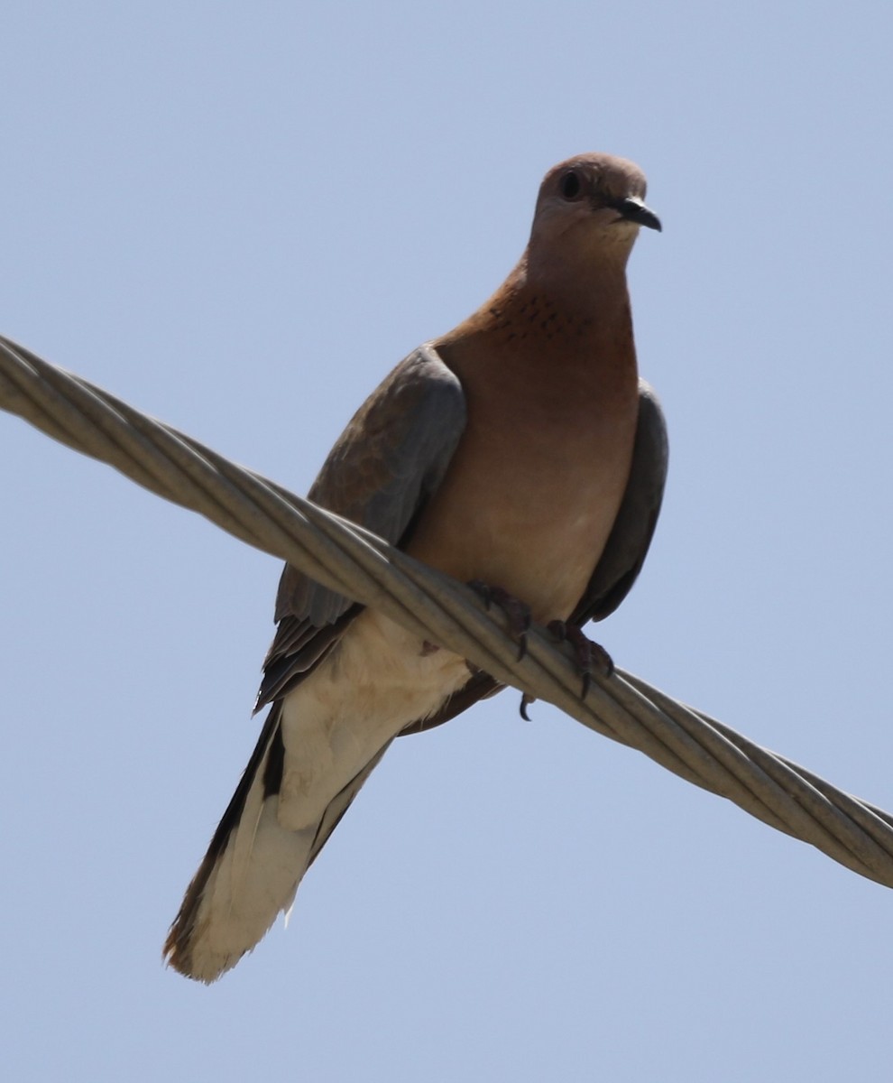 Laughing Dove - ML238787881