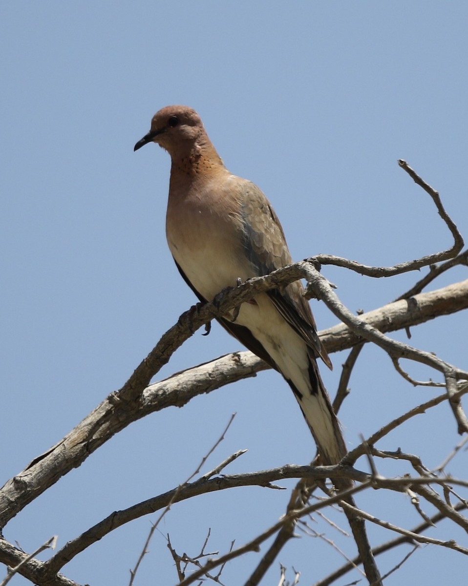 Laughing Dove - ML238787901