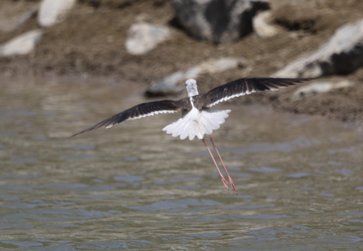 Black-winged Stilt - ML238788011