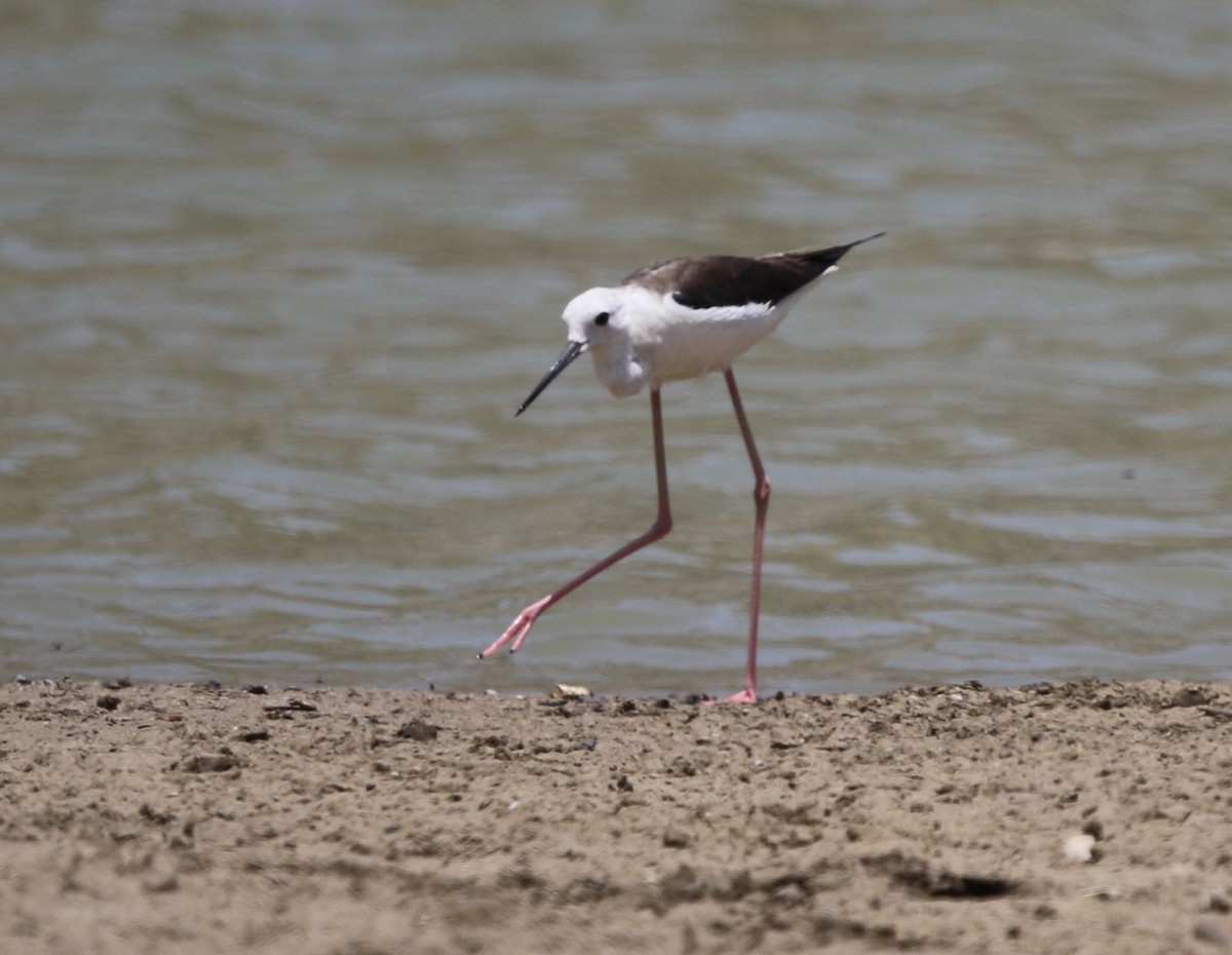 Black-winged Stilt - ML238788021