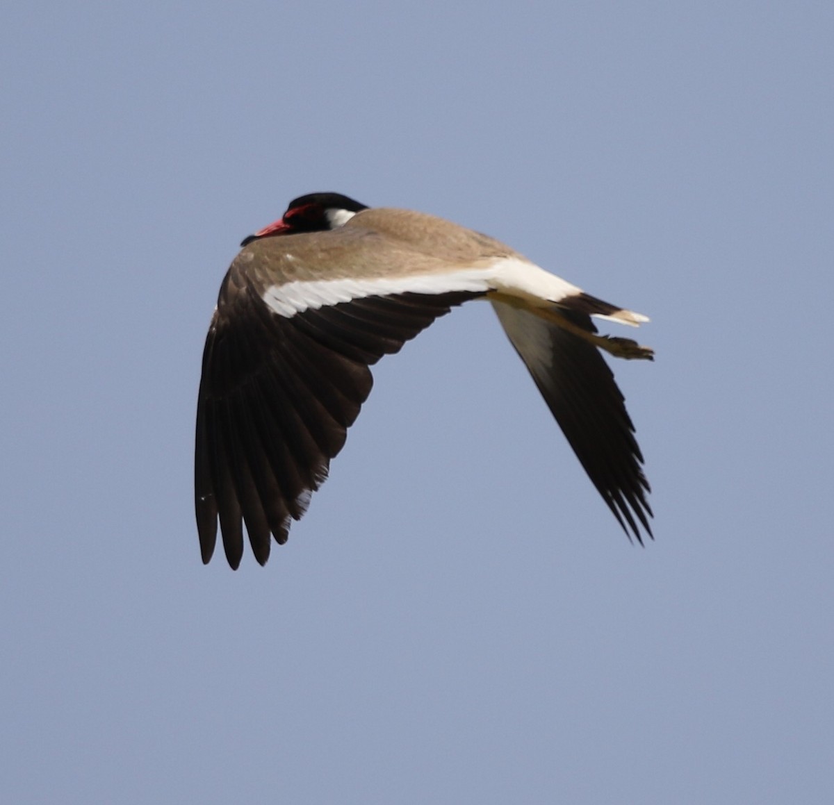 Red-wattled Lapwing - ML238788091