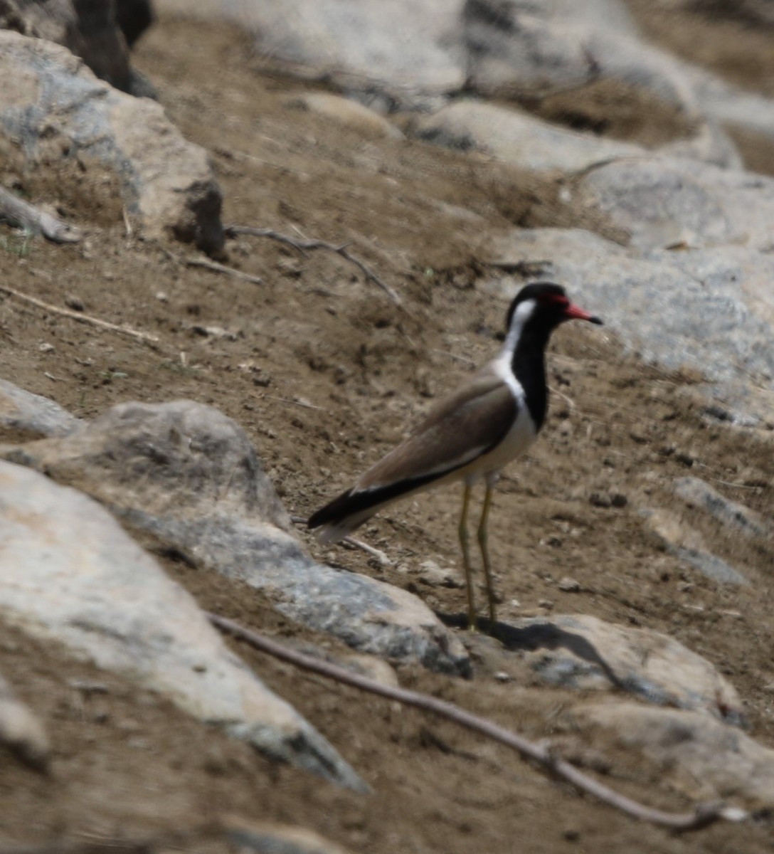 Red-wattled Lapwing - ML238788101