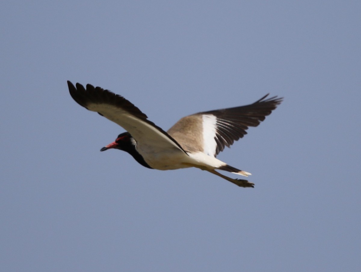 Red-wattled Lapwing - ML238788111