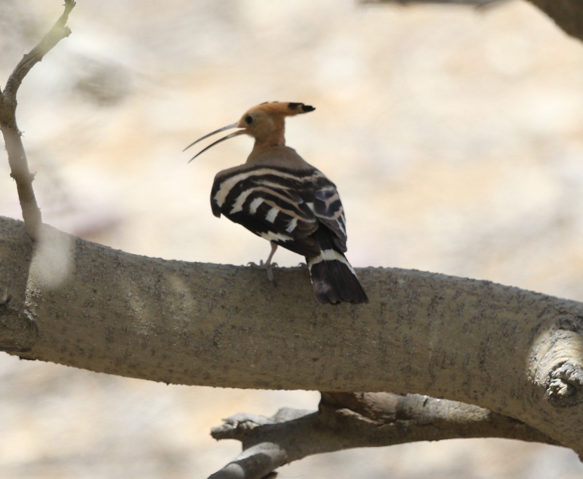 Eurasian Hoopoe - ML238788151