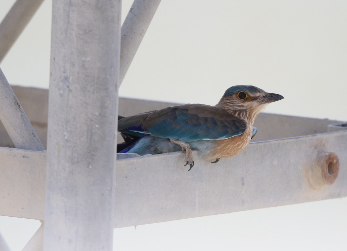 Indian Roller - ML238788301
