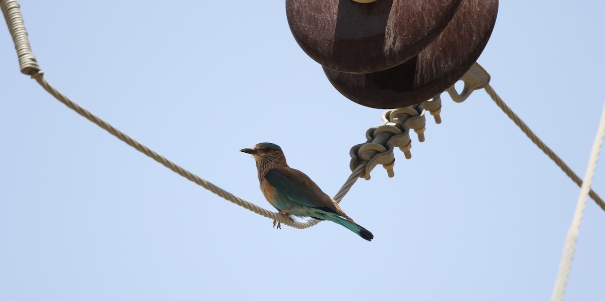 Indian Roller - ML238788321