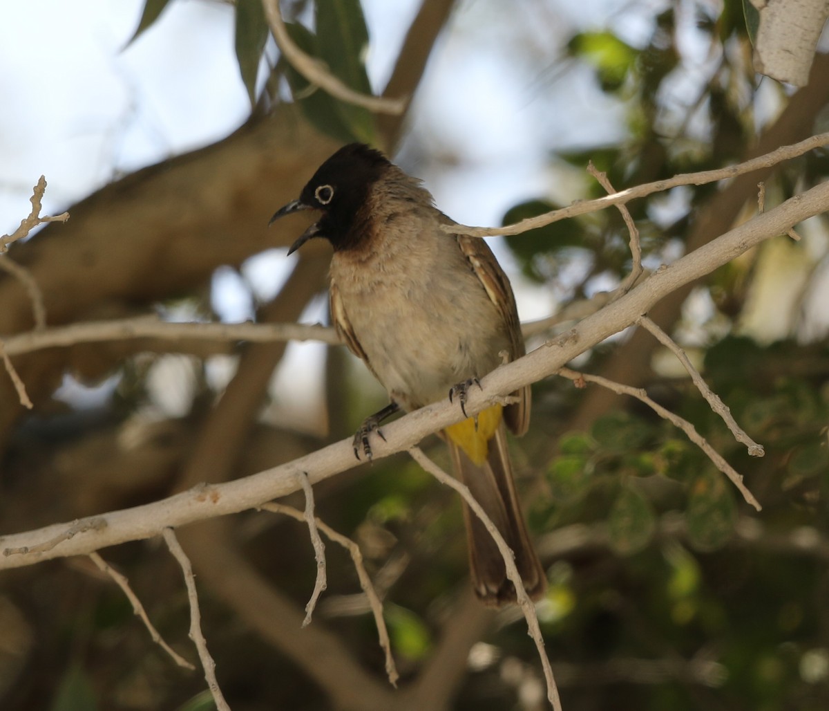 White-spectacled Bulbul - ML238788531