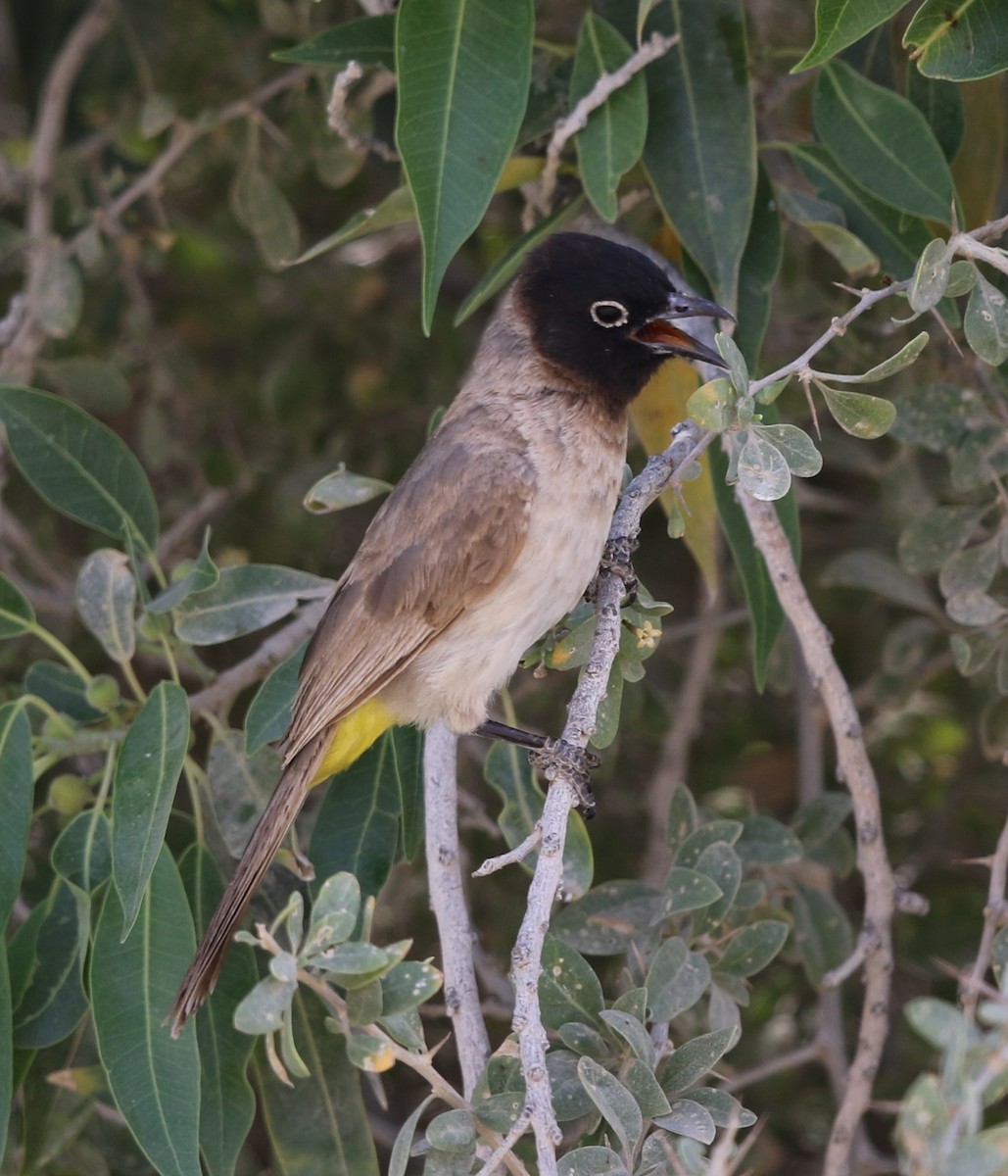 White-spectacled Bulbul - ML238788541