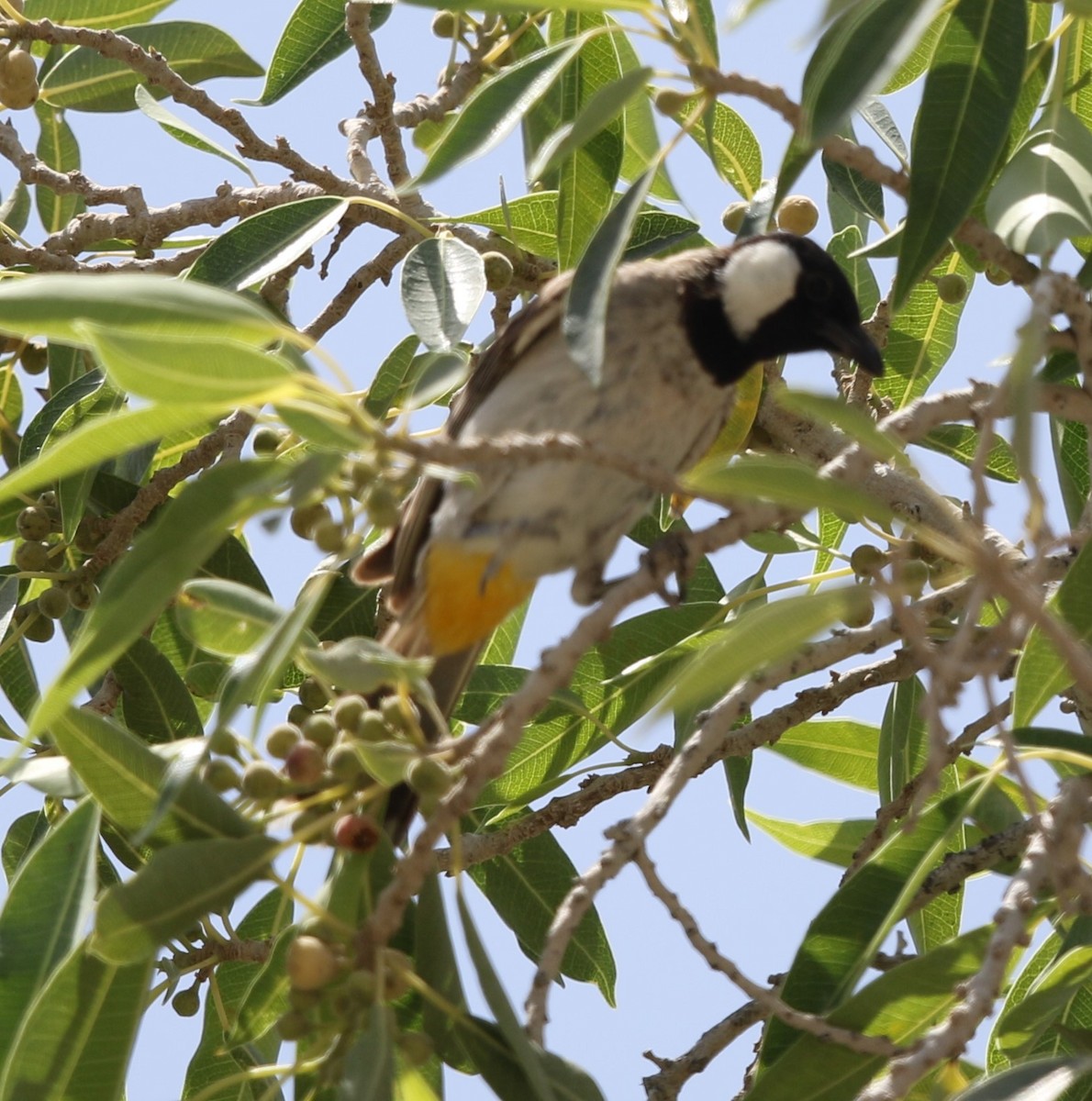 White-eared Bulbul - ML238788681