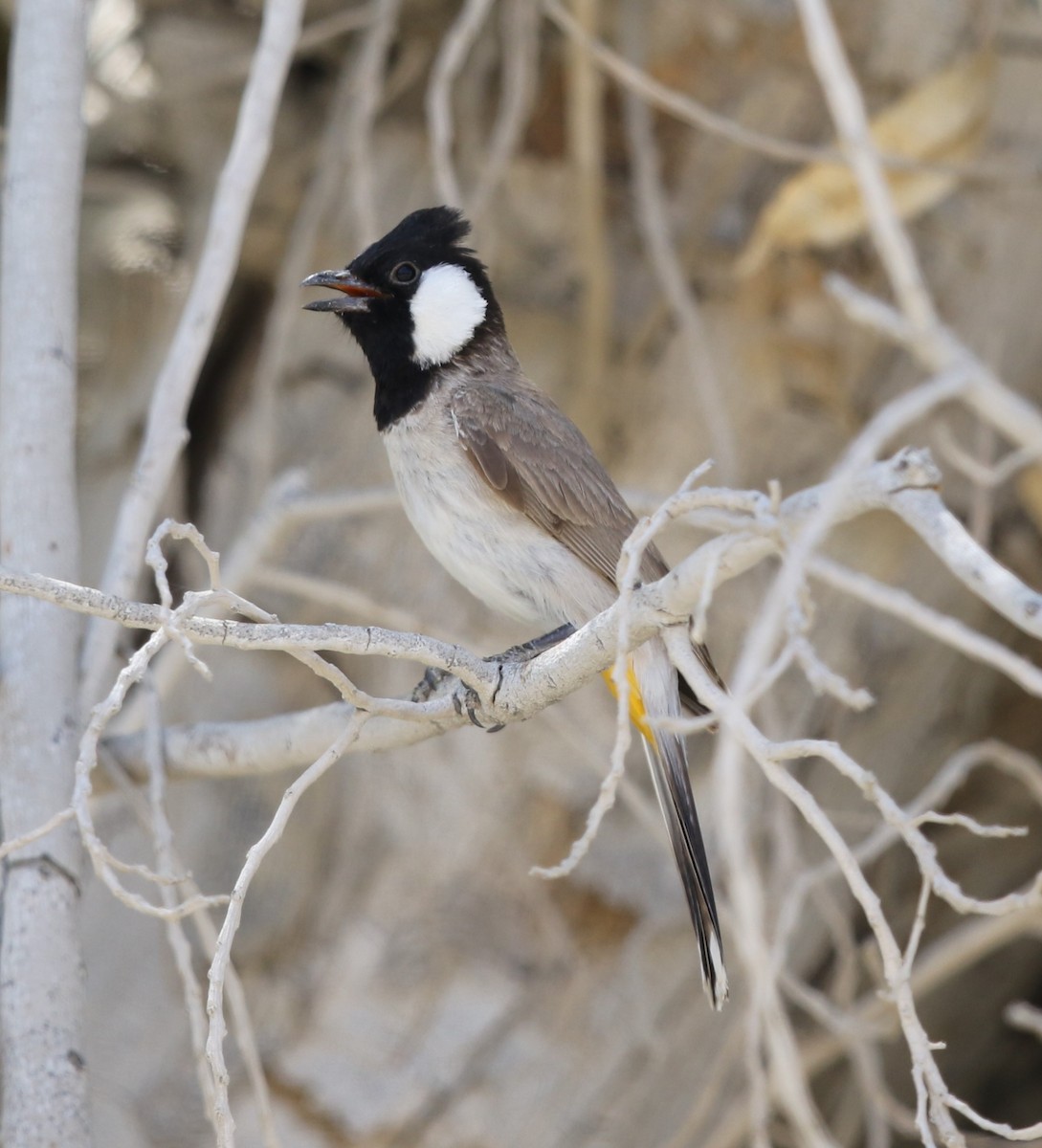 White-eared Bulbul - ML238788691
