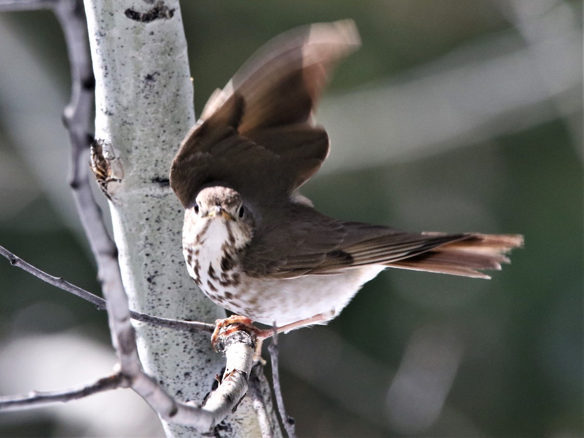 Swainson's Thrush - Robert n Cynthia Danielson