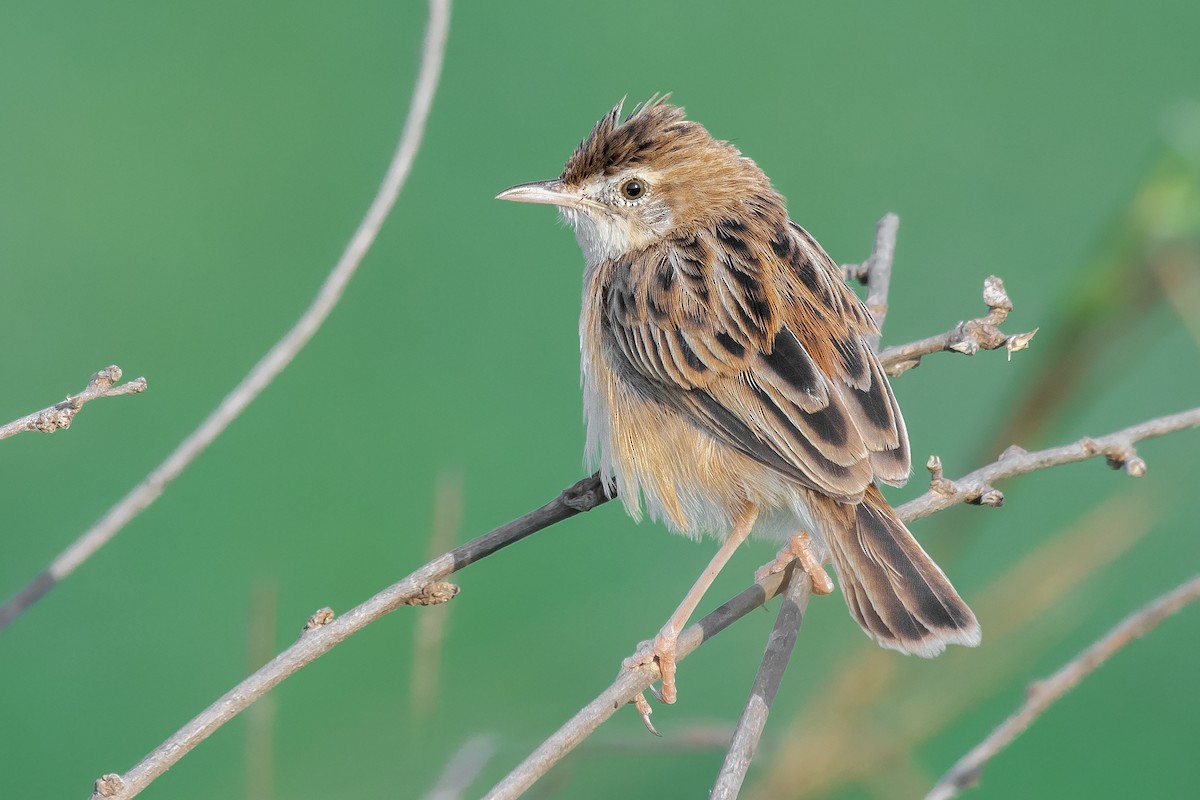 Zitting Cisticola - ML238790031