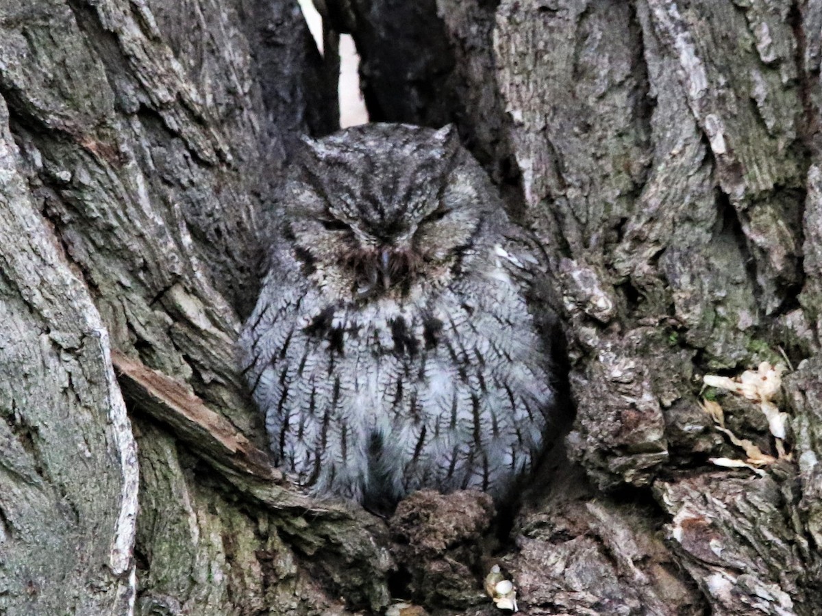 Western Screech-Owl - ML238790541