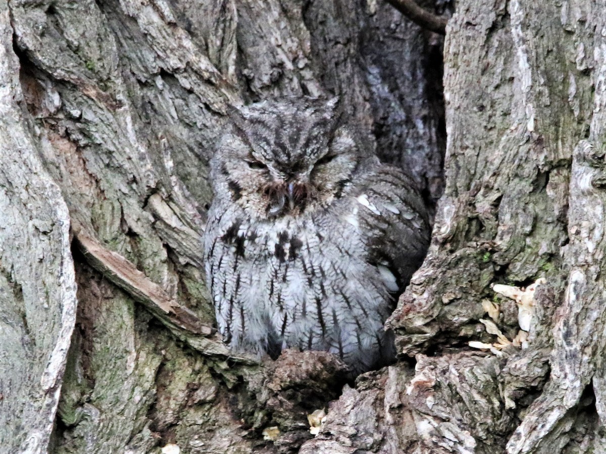 Western Screech-Owl - ML238790551