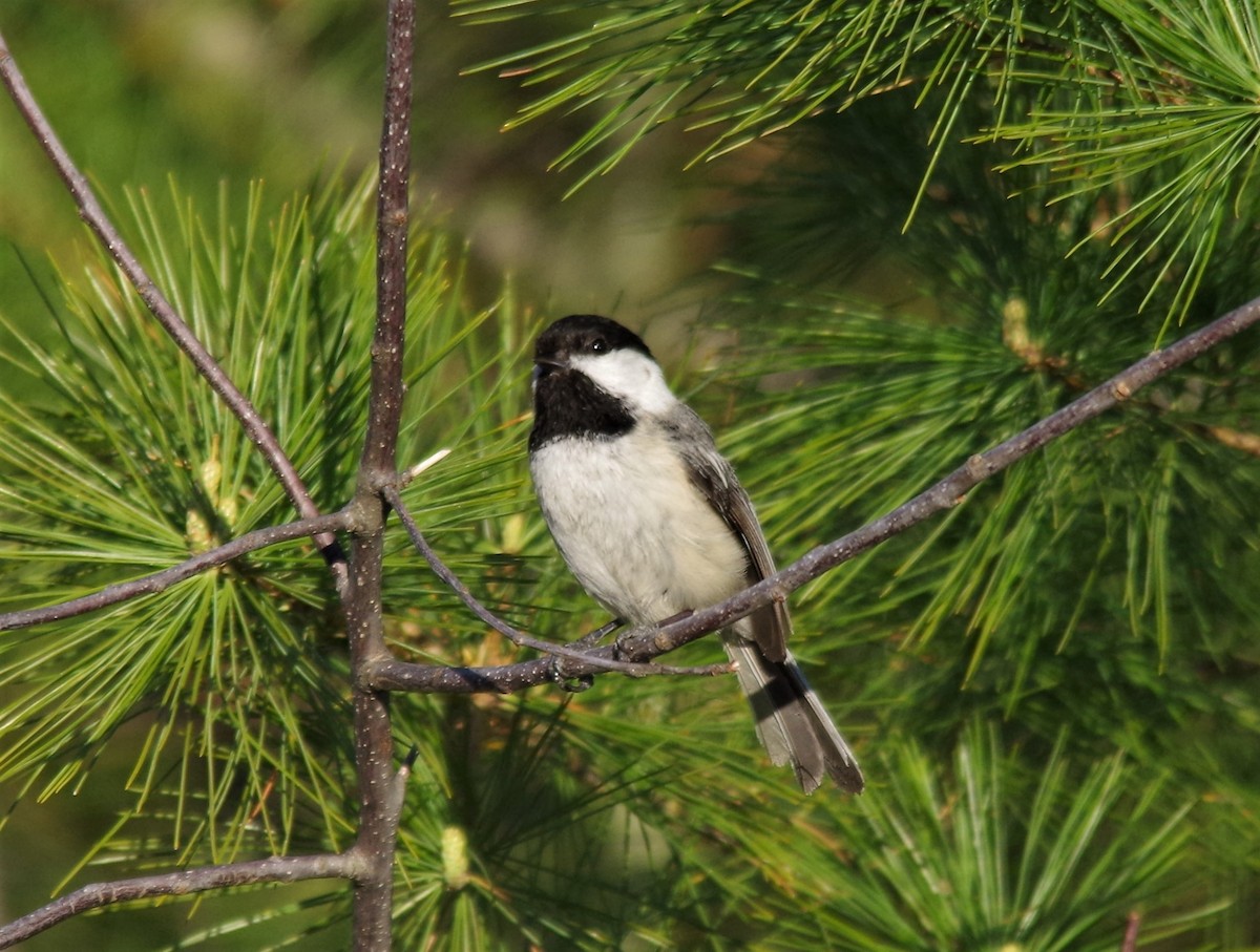 Black-capped Chickadee - ML238793281