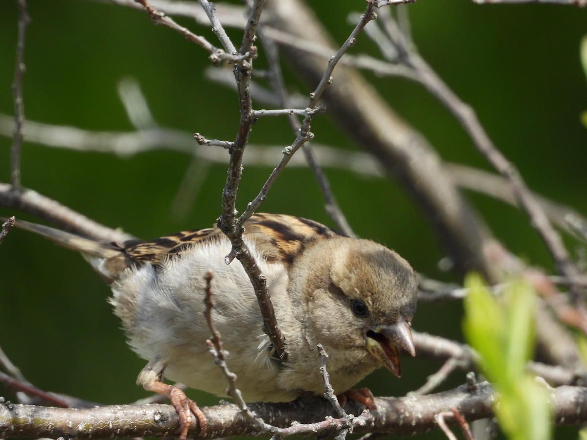 House Sparrow - Eliza Nickelson