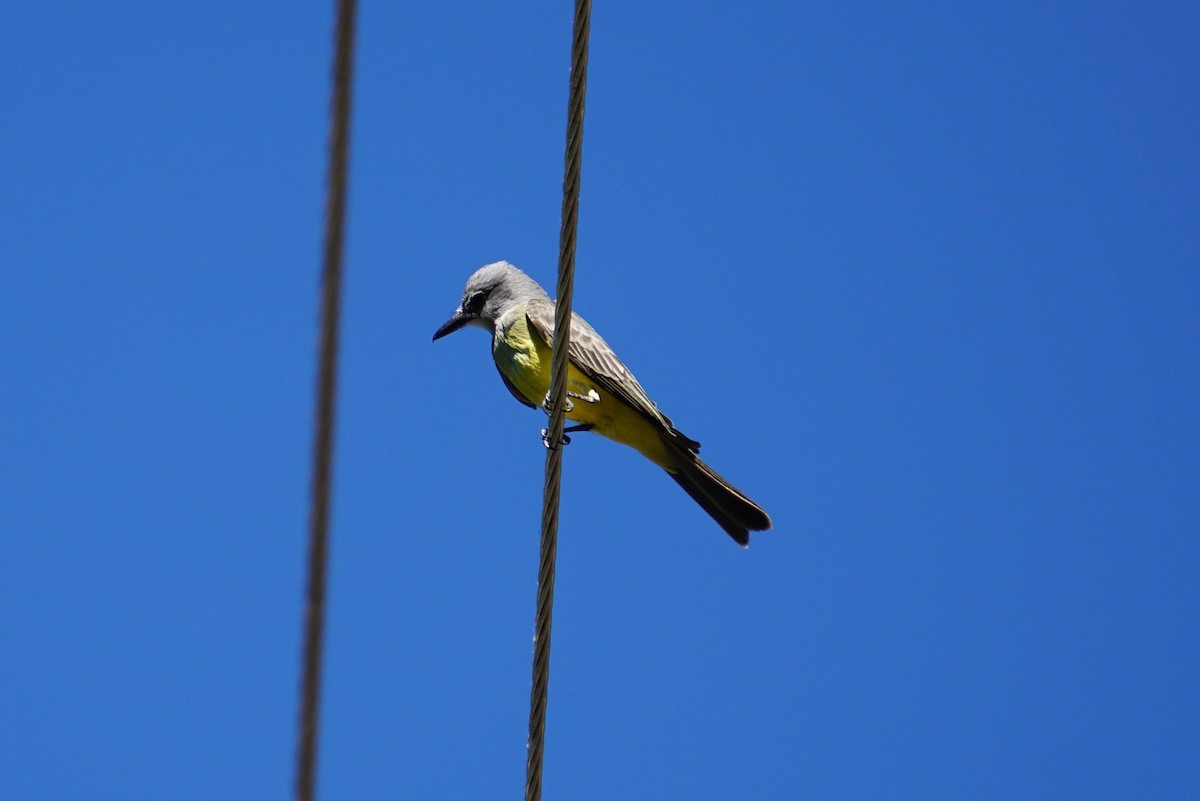 Western Kingbird - ML238794161