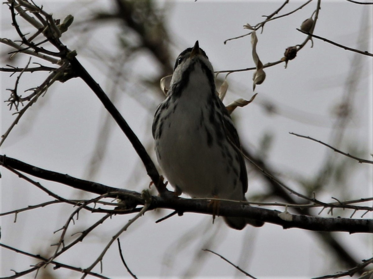 Blackpoll Warbler - ML238794241