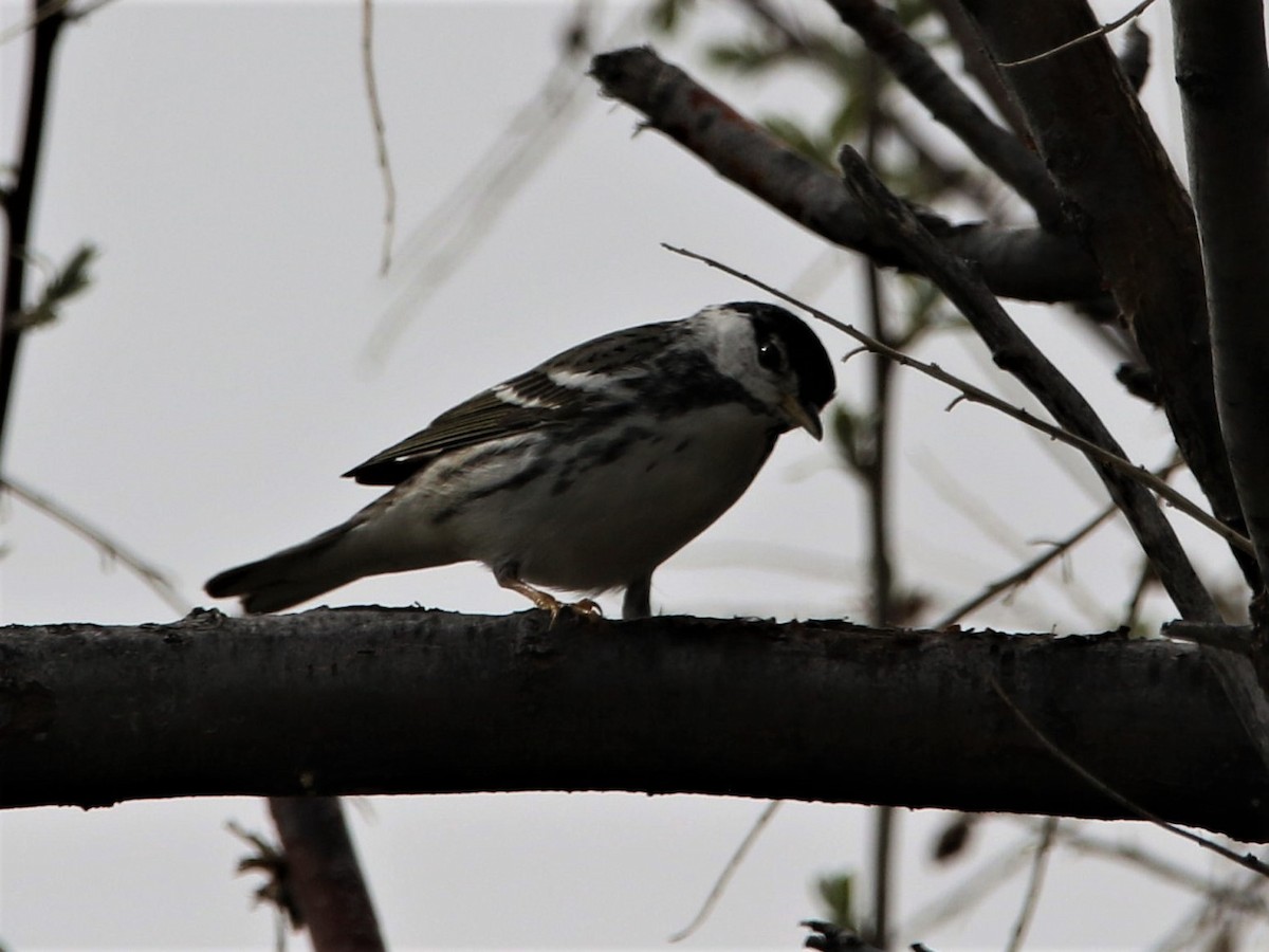 Blackpoll Warbler - ML238794251