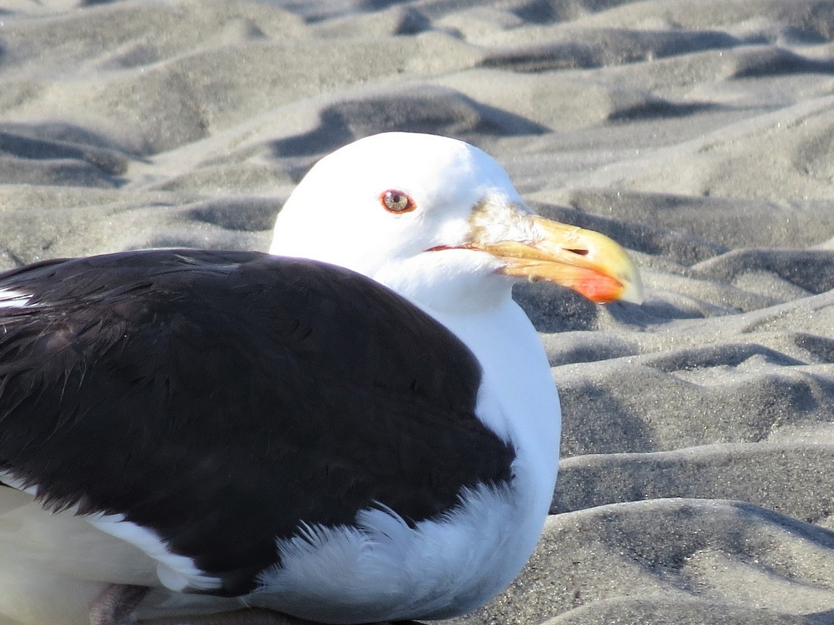 Great Black-backed Gull - Timothy Fennell