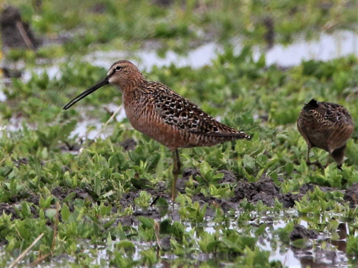 Long-billed Dowitcher - ML238794581