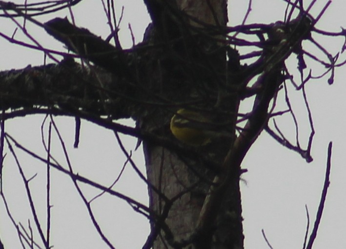 Golden-winged x Blue-winged Warbler (hybrid) - ML238794731