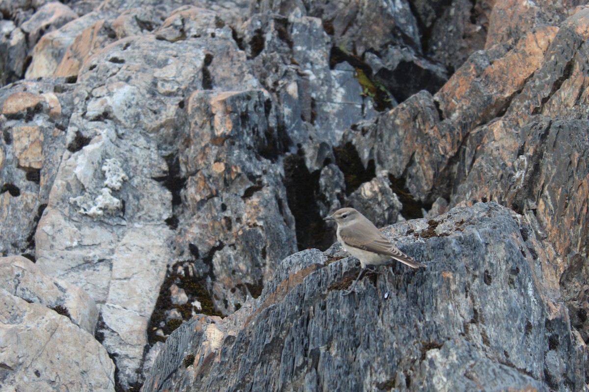 White-browed Ground-Tyrant - ML238796001