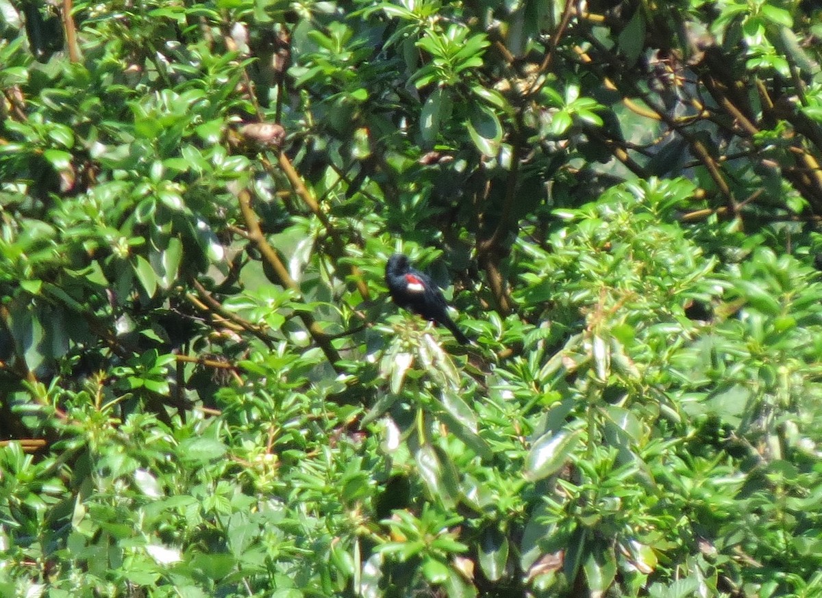 Tricolored Blackbird - ML23879681