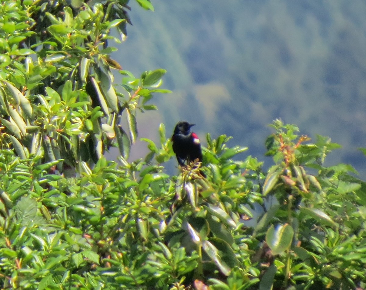 Tricolored Blackbird - ML23879741