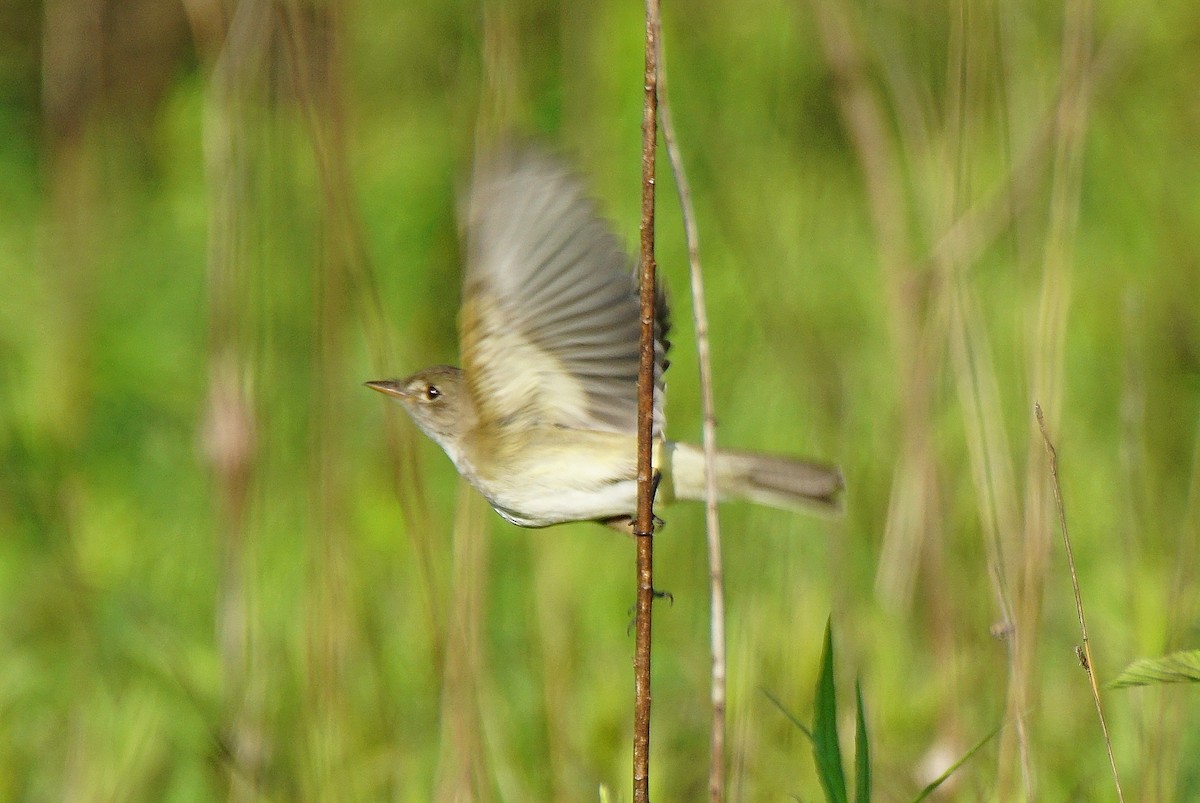 Willow Flycatcher - ML238797861