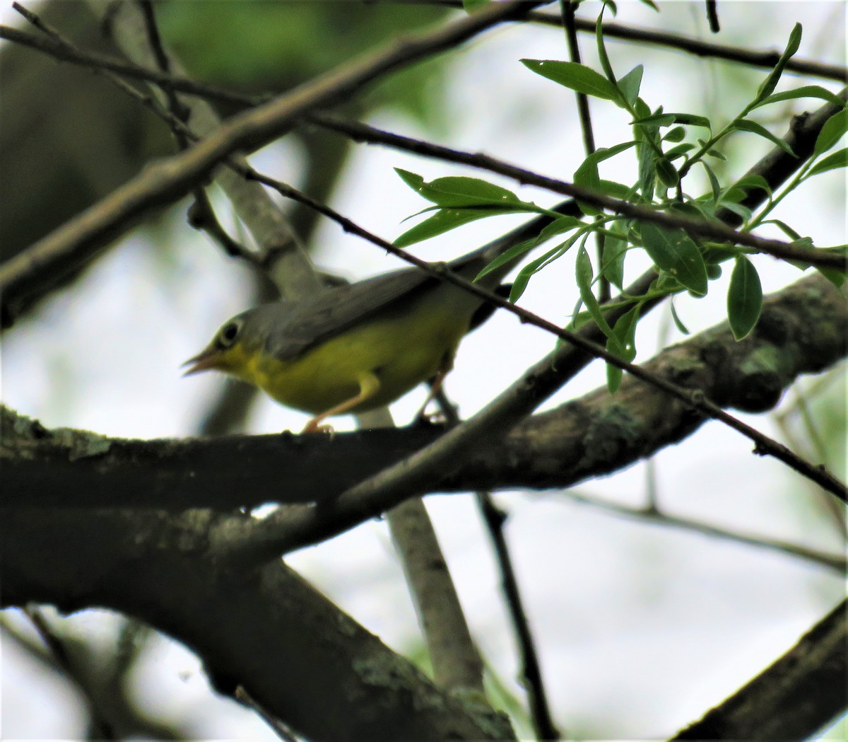kanadaparula - ML238798051