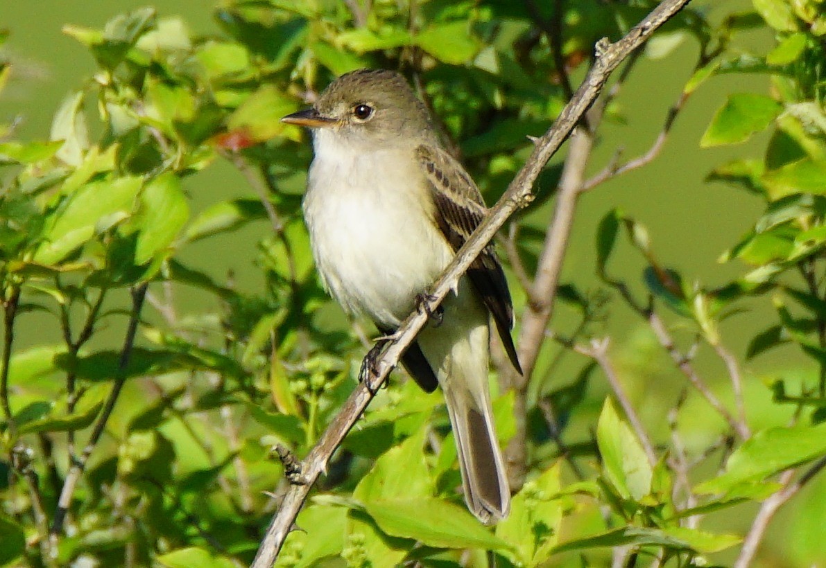 Willow Flycatcher - ML238798151