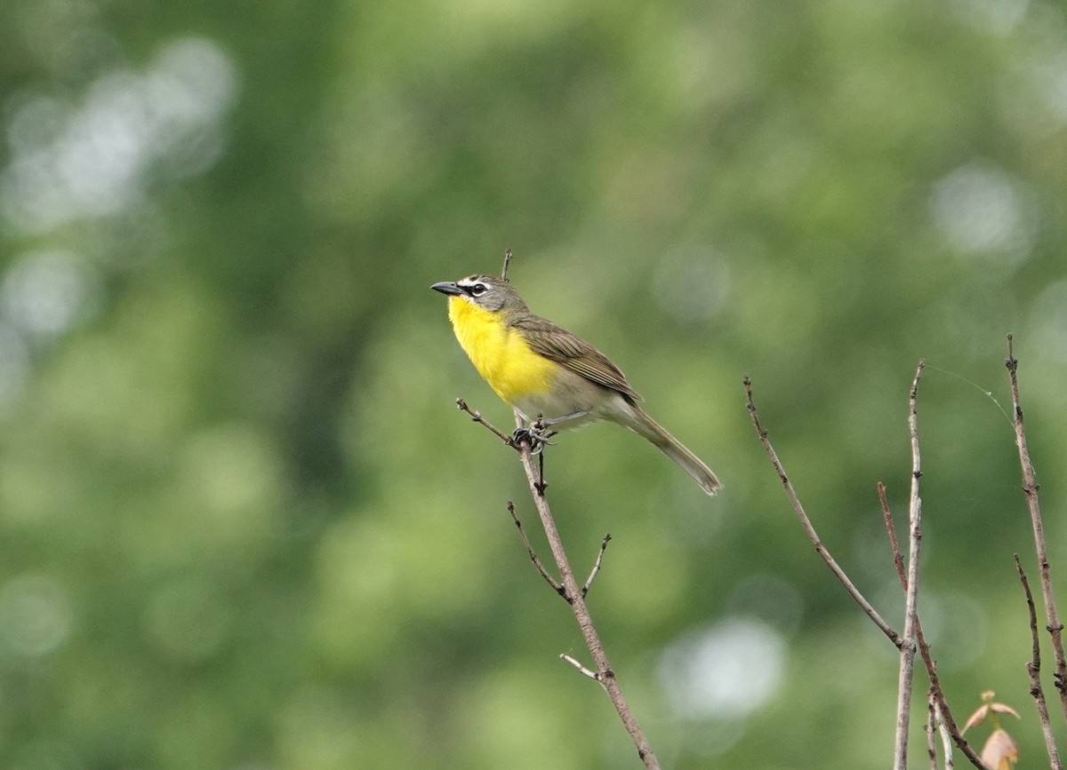 Yellow-breasted Chat - ML238799791