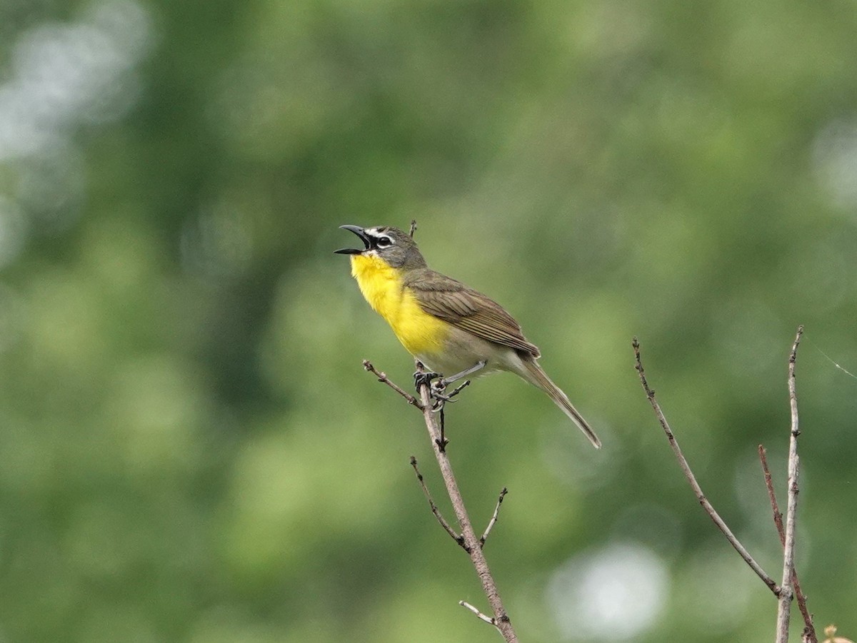 Yellow-breasted Chat - ML238799821