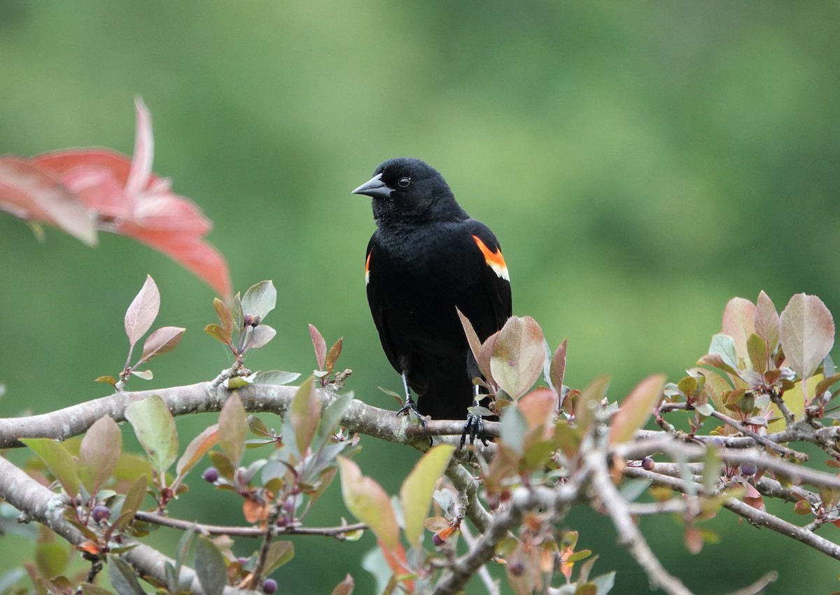 Red-winged Blackbird - ML238799891