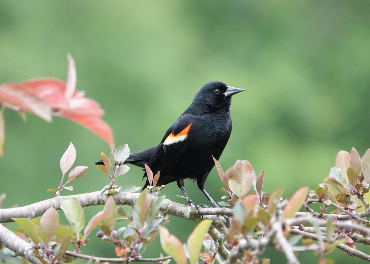 Red-winged Blackbird - ML238799911